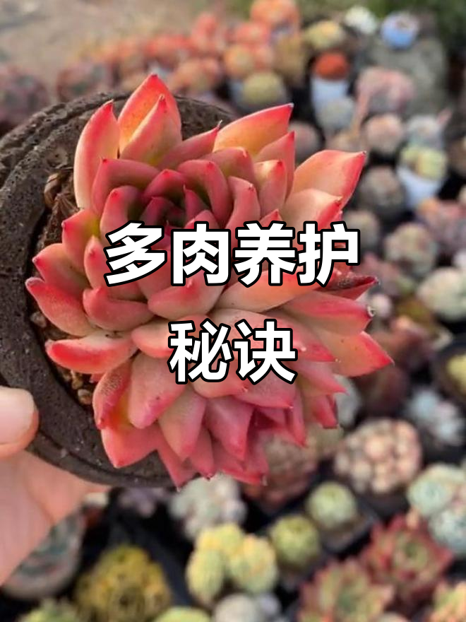 颗粒土助力多肉生长,干透浇足光照充足,轻松养出好状态