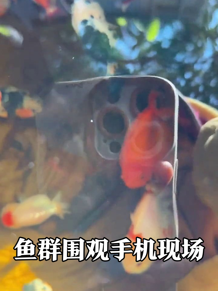 鱼群围观手机现场:吓得集体后缩,下秒又贴上来蹭热度