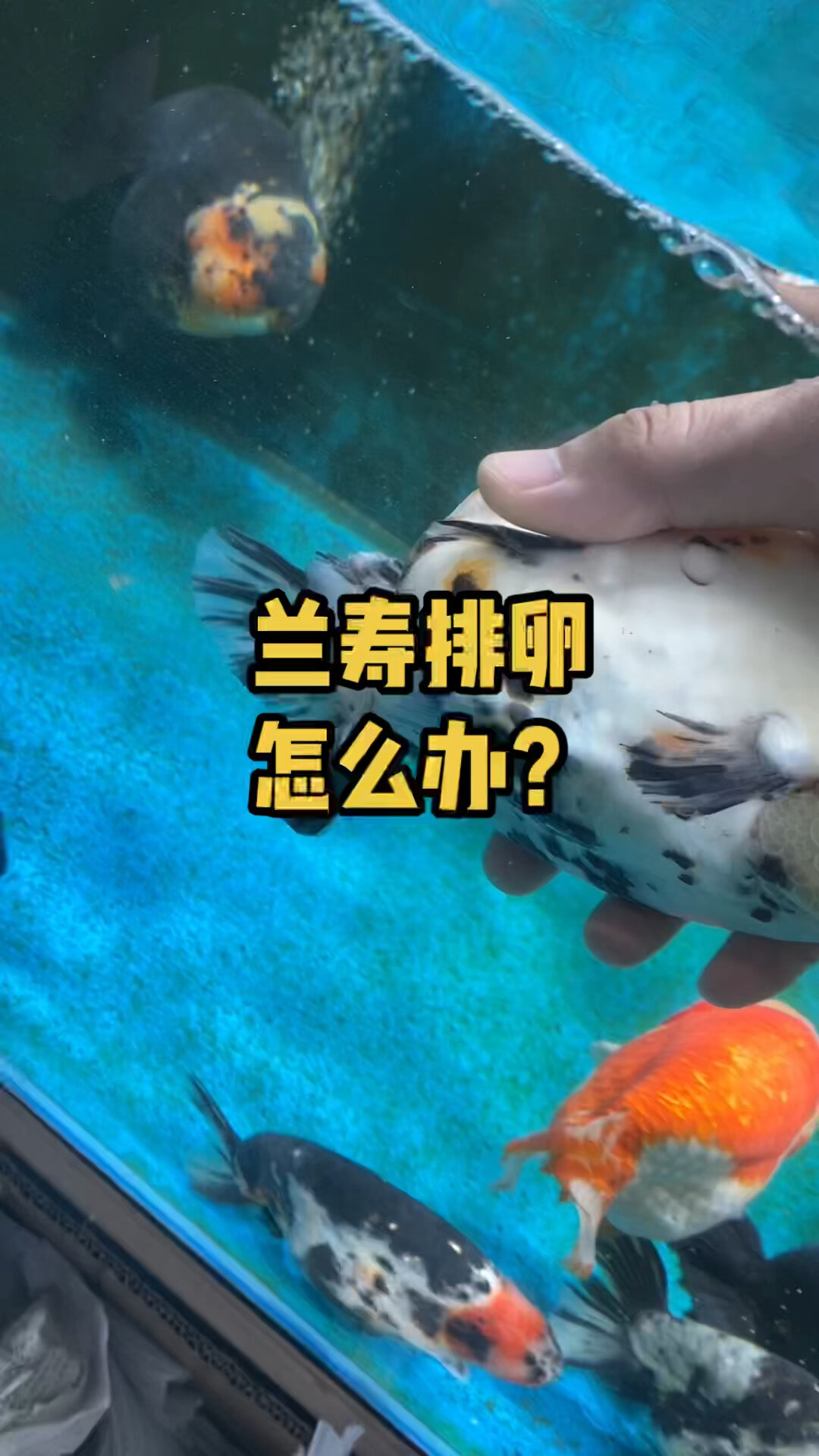 兰寿排卵怎么办?