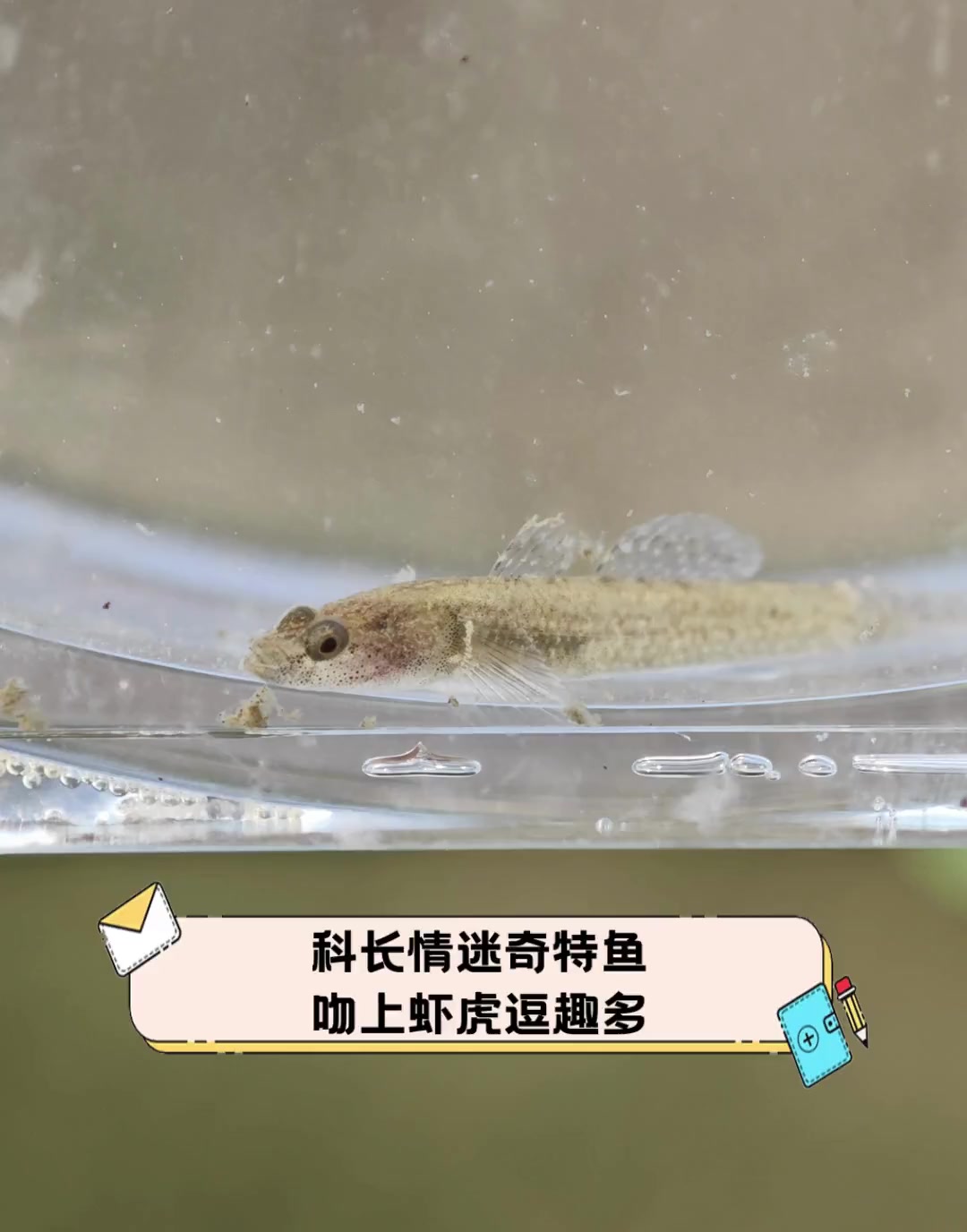 科长情迷奇特鱼,吻上虾虎逗趣多