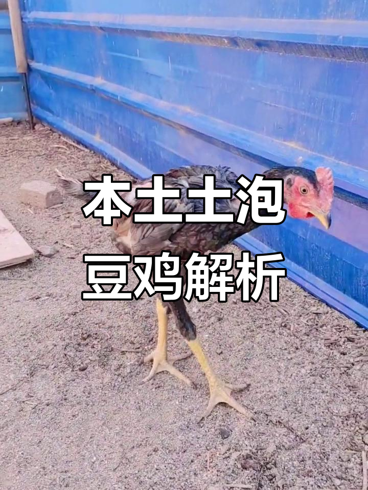 土泡豆鸡:本土优质斗鸡品种揭秘