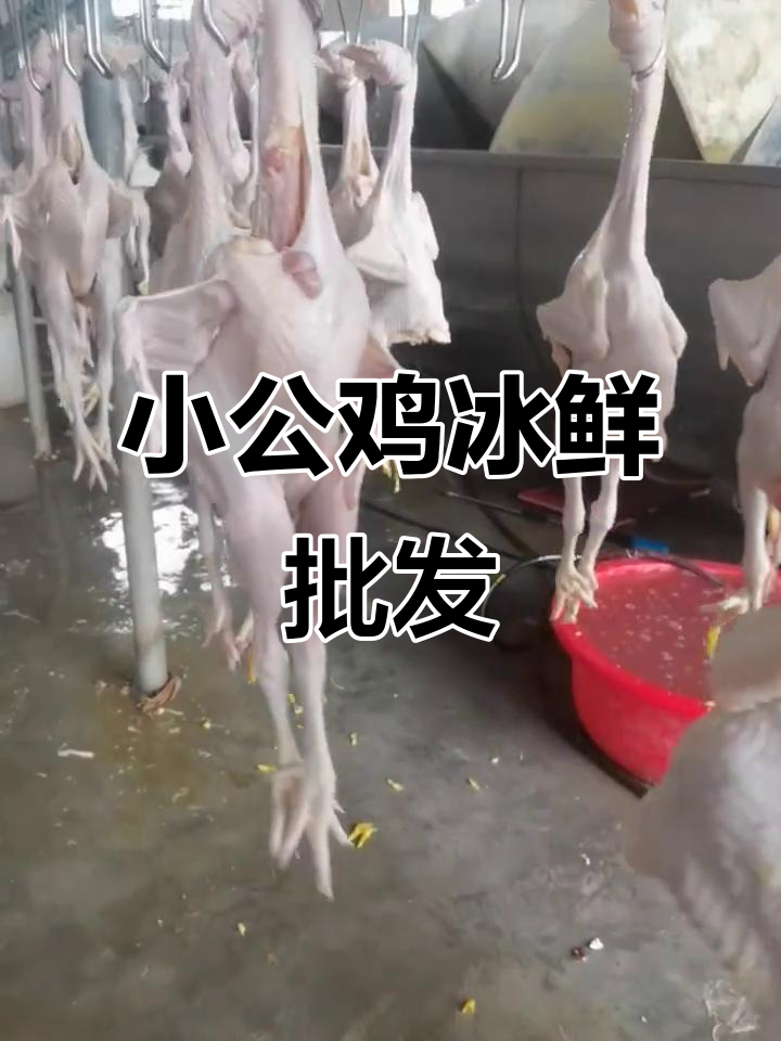 579小公鸡冰鲜冻品,品质保证,批发更实惠