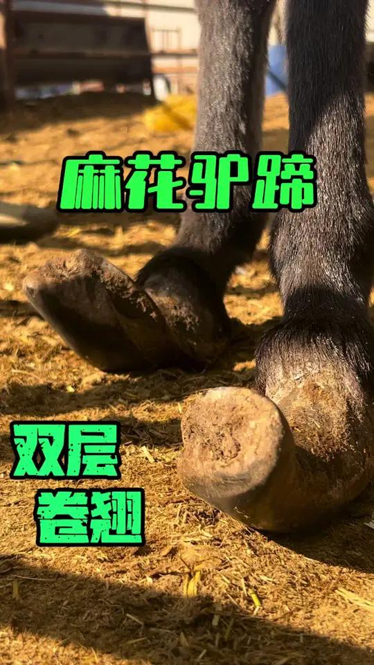 驴蹄拧成麻花！脚底整圈被包裹，看着真别扭！三农 农村生活 毛驴修蹄 解压