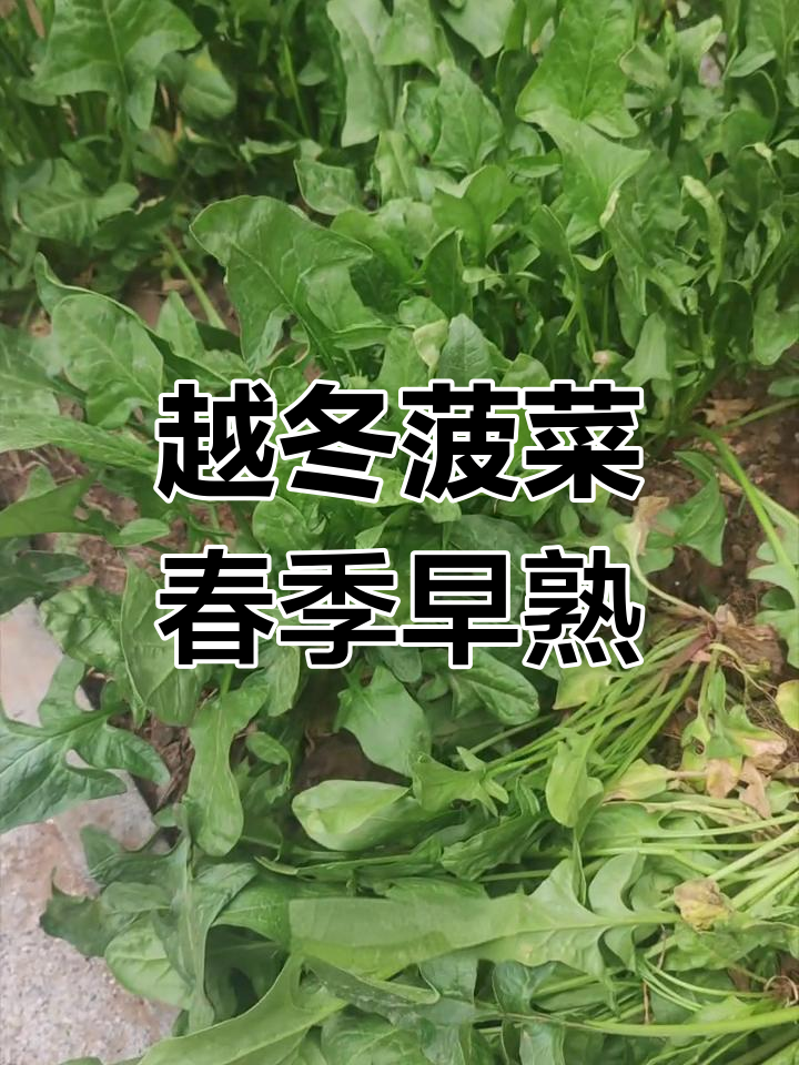 秋根子菠菜:越冬生长,春天最早吃到的美味蔬菜
