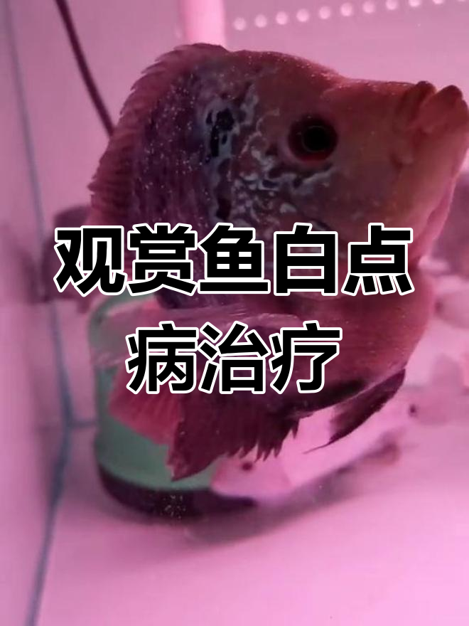 白点病:春季常见观赏鱼寄生虫,快速传染需警惕
