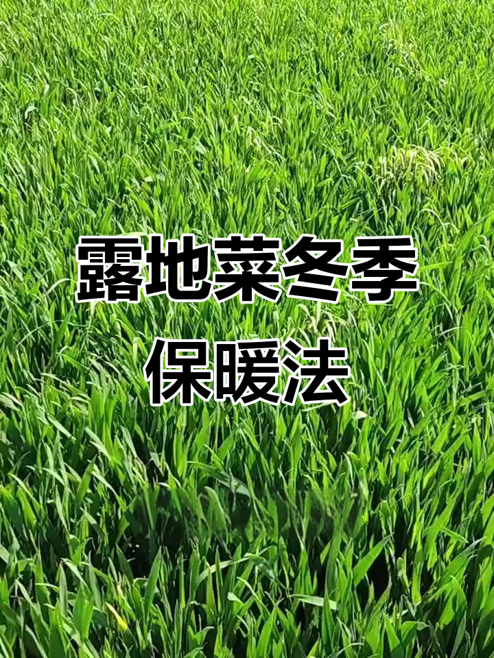 冬季露天蔬菜防寒技巧,六招提高抗冻能力