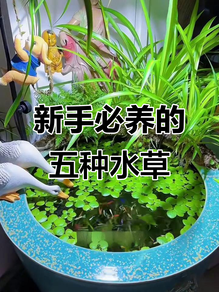 5种最适合新手养的水草，轻松搞定鱼缸造景