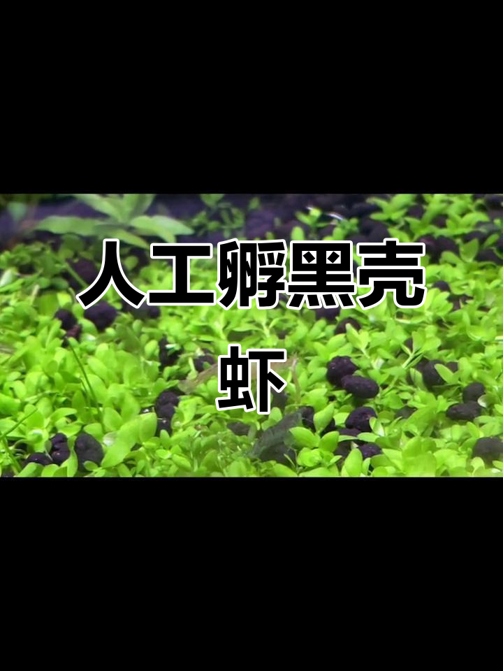 黑壳虾抱卵死亡,人工孵化能成功吗?