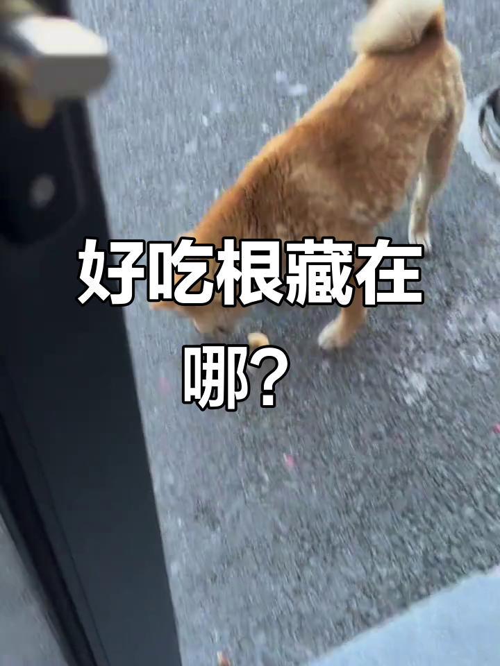 这款巧克力杏仁饼干,竟然藏着“好吃根”!