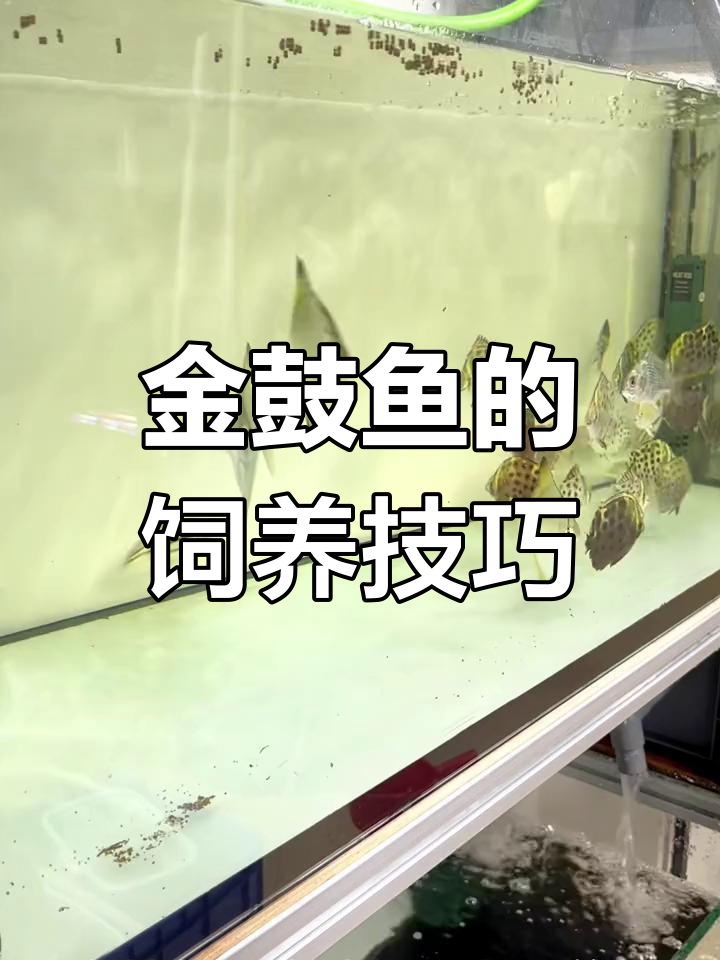 金鼓鱼能淡水养吗?
