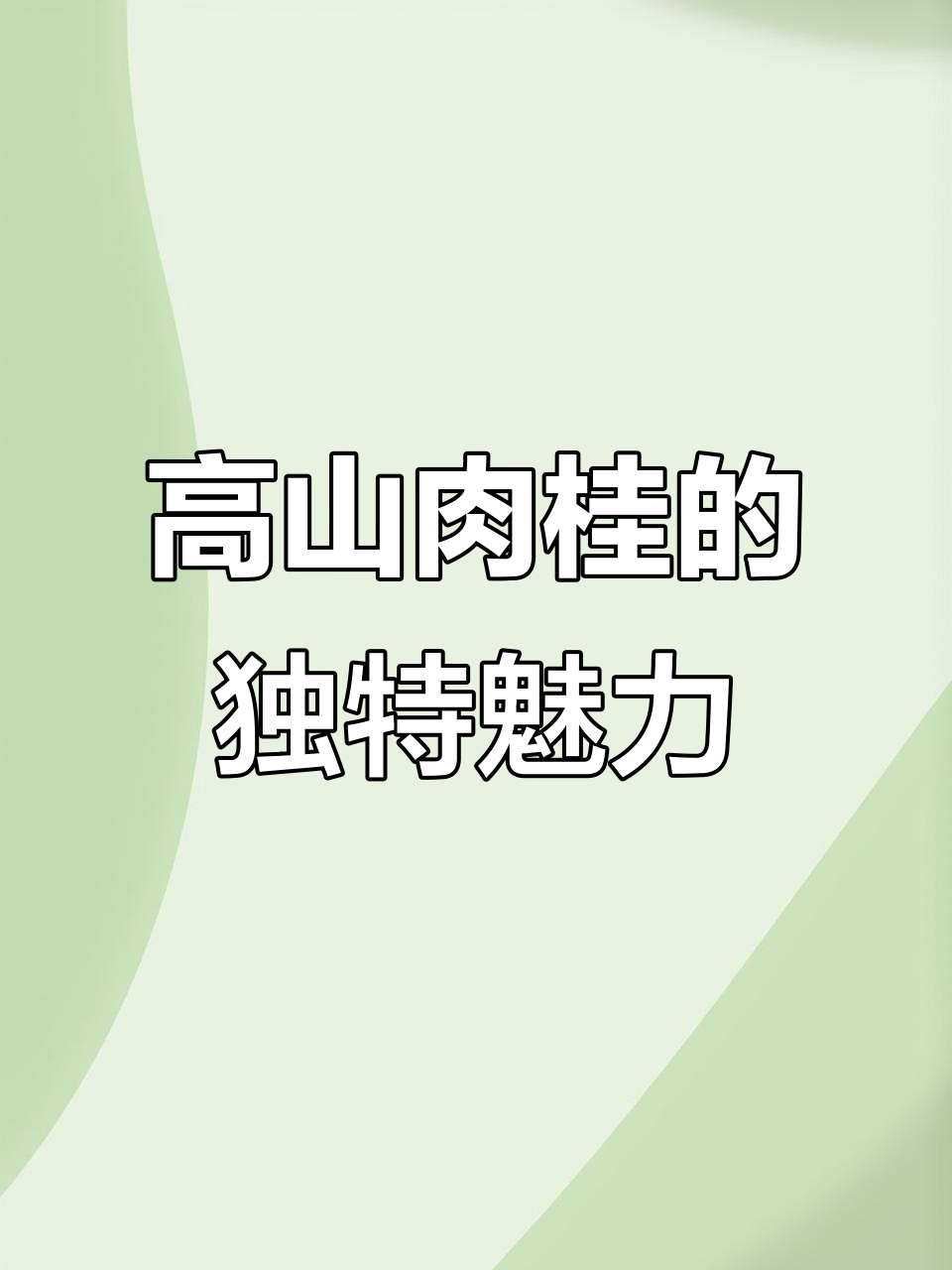 武夷岩茶高山肉桂:口感与健康并重,如何泡制更美味?