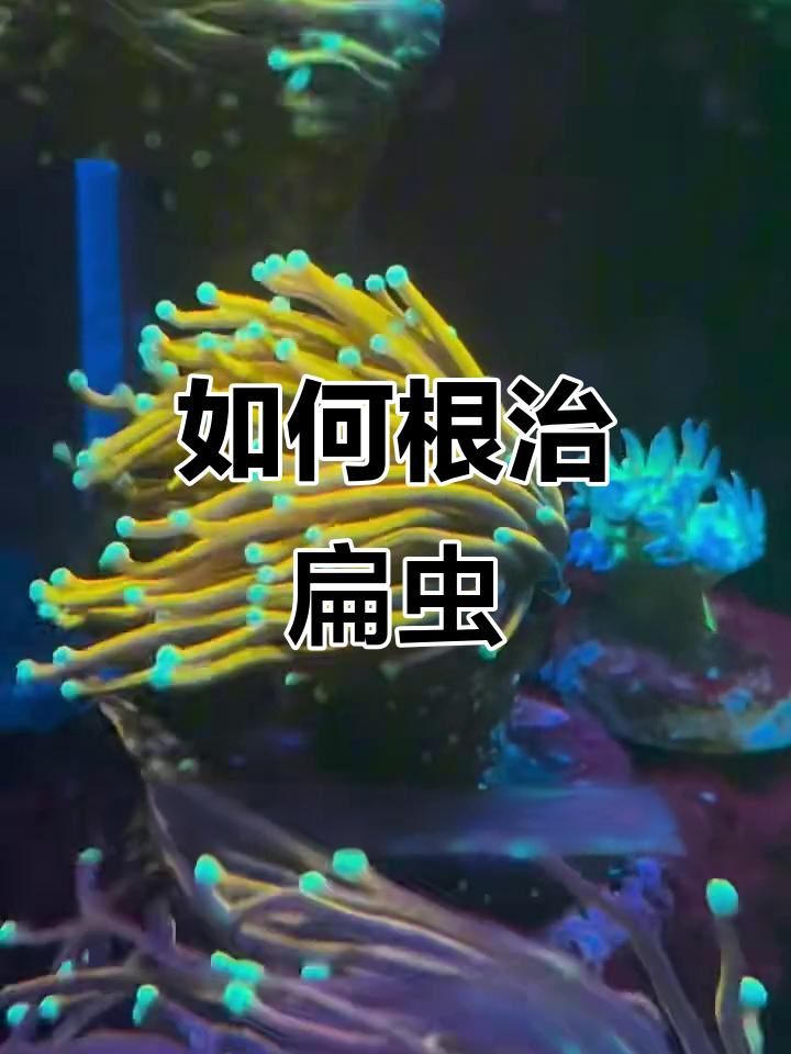 彻底清除扁虫,珊瑚不再打架!