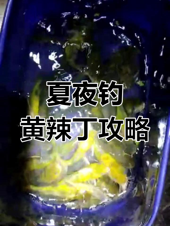 夏季闷热天气最适合钓黄辣丁,夜钓必备技巧大公开