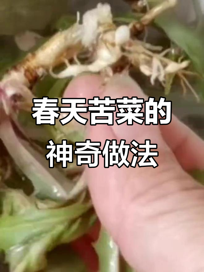 春天的苦菜,神仙般的吃法让你流连忘返