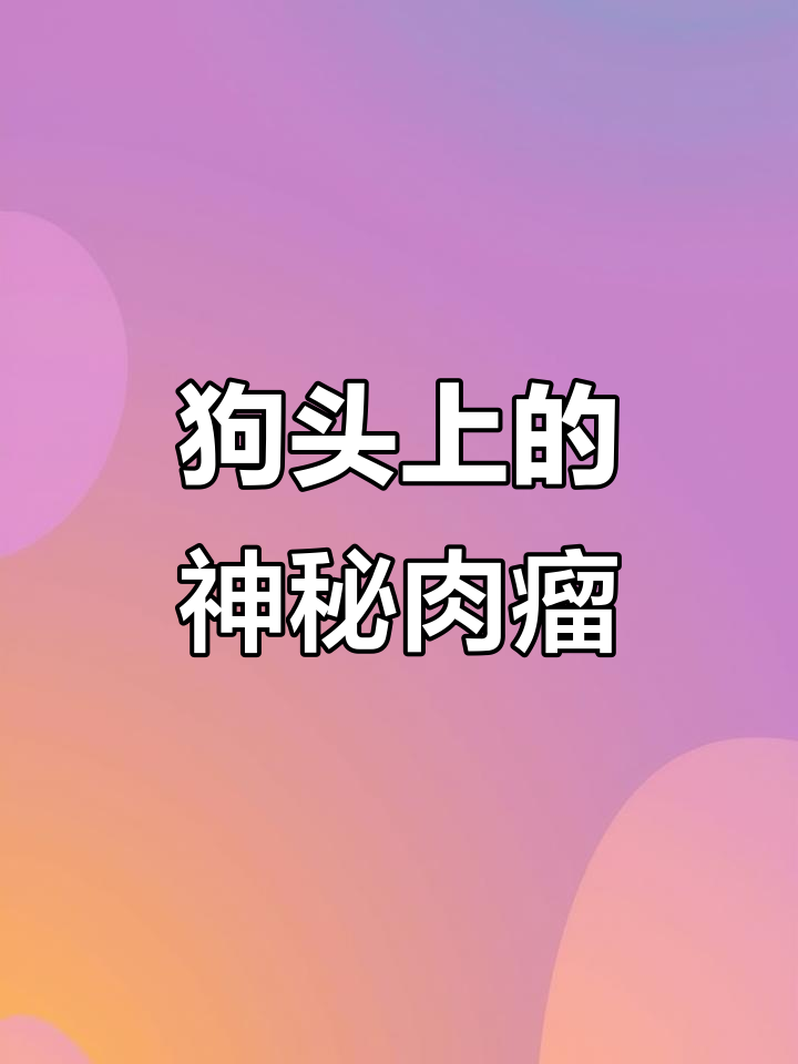 狗狗头上长肉瘤？原来是蜱虫惹的祸！