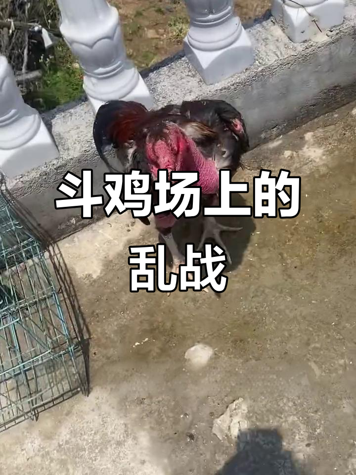 斗鸡比赛现场，兄弟们接羽毛大作战！