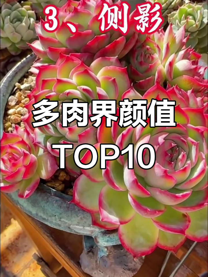 景天科拟石莲花属颜值大比拼,十大美女谁才是天花板?