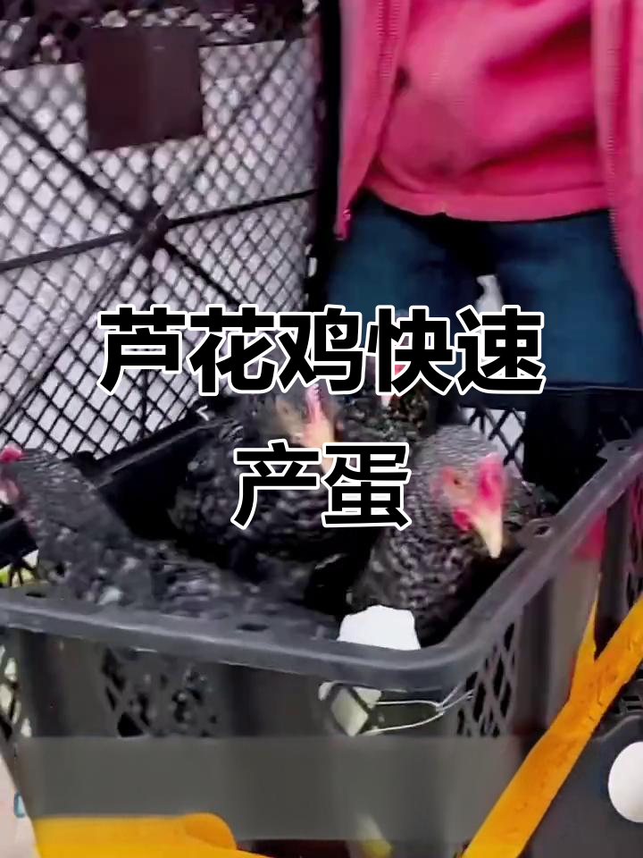 芦花鸡苗二十天产蛋，绿壳鸡蛋超快出栏