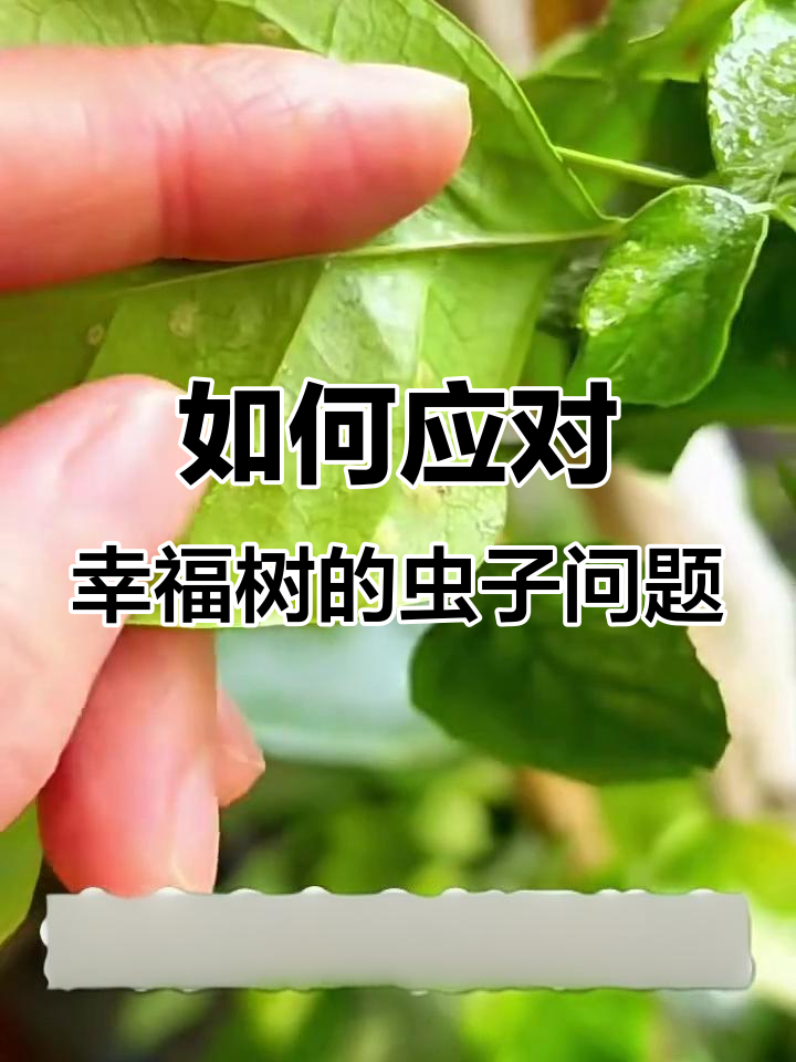 幸福树叶子油腻？可能是芥壳虫在作怪