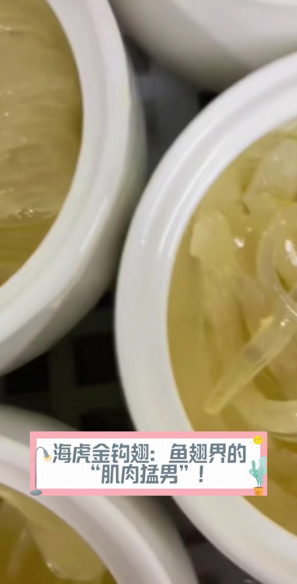 海虎金钩翅:鱼翅界的“肌肉猛男”!