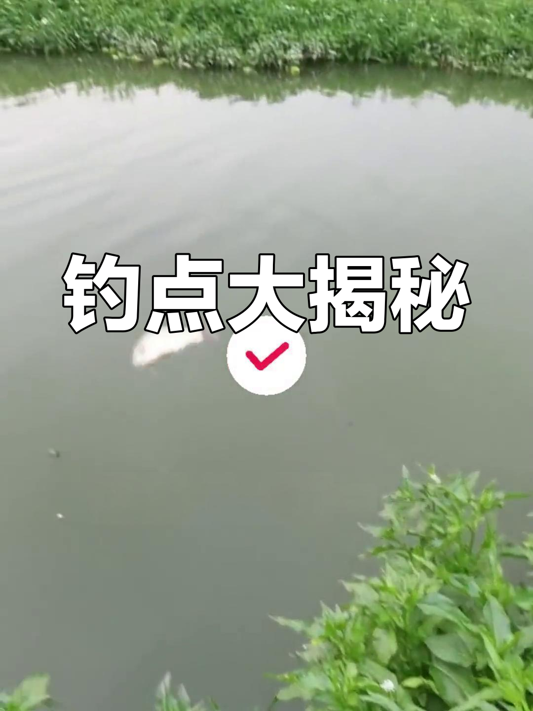 羊马河夏家林,多种鱼类齐聚,钓鱼天堂!