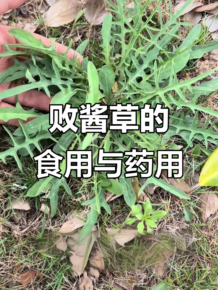 苦菜败酱草:你尝过吗?这种草本植物竟然能做茶和菜肴
