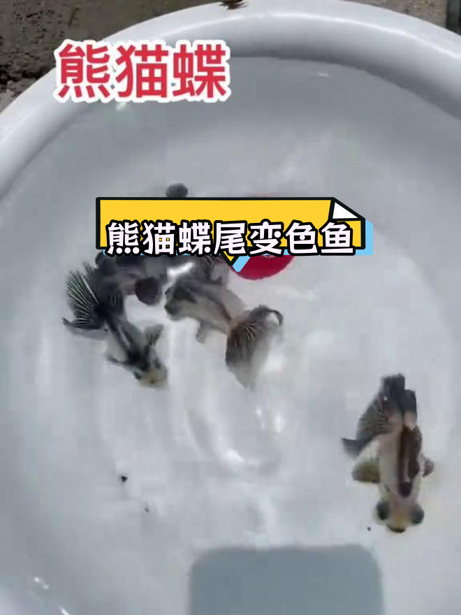 变色熊猫蝶尾金鱼苗