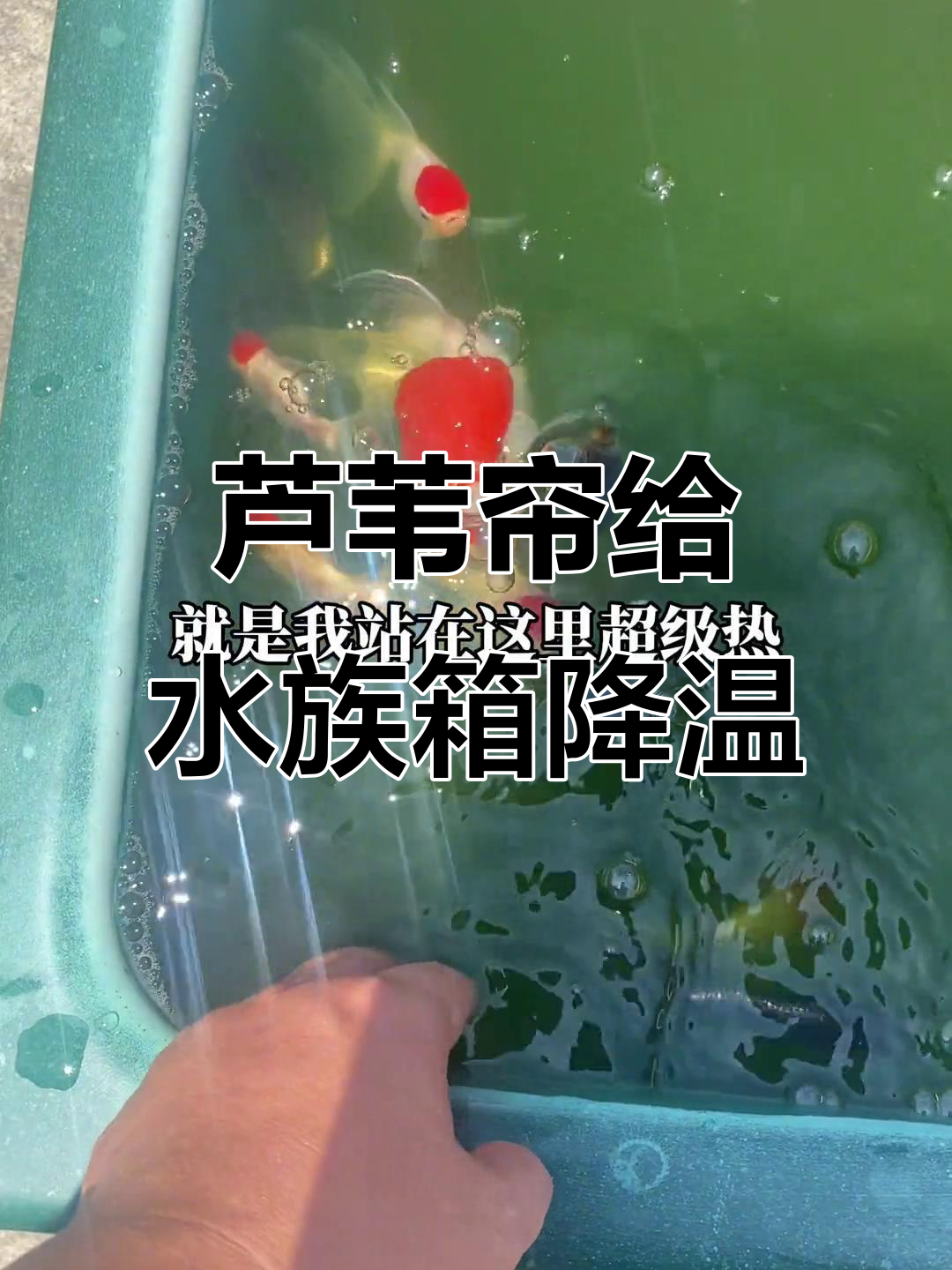 芦苇帘遮阳降温，鱼池龟池必备神器