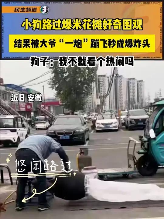 小狗路过爆米花摊好奇围观 结果被大爷“一炮”蹦飞秒成爆炸头 狗狗的迷惑行为 搞笑瞬间
