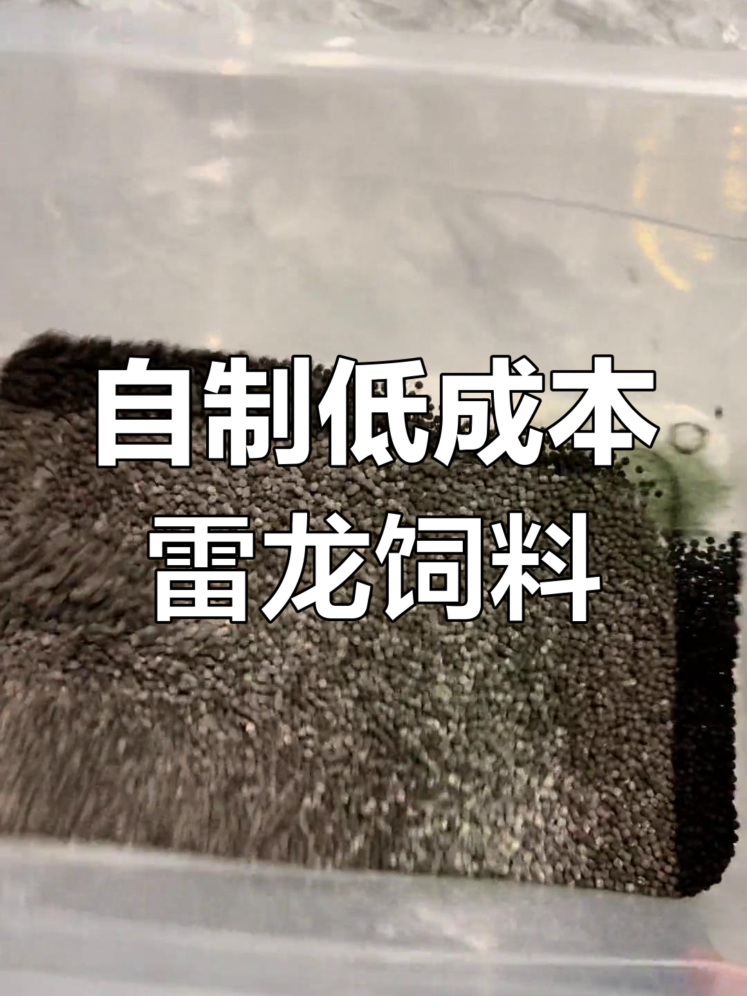 十元成本自制雷龙饲料,发色效果超强