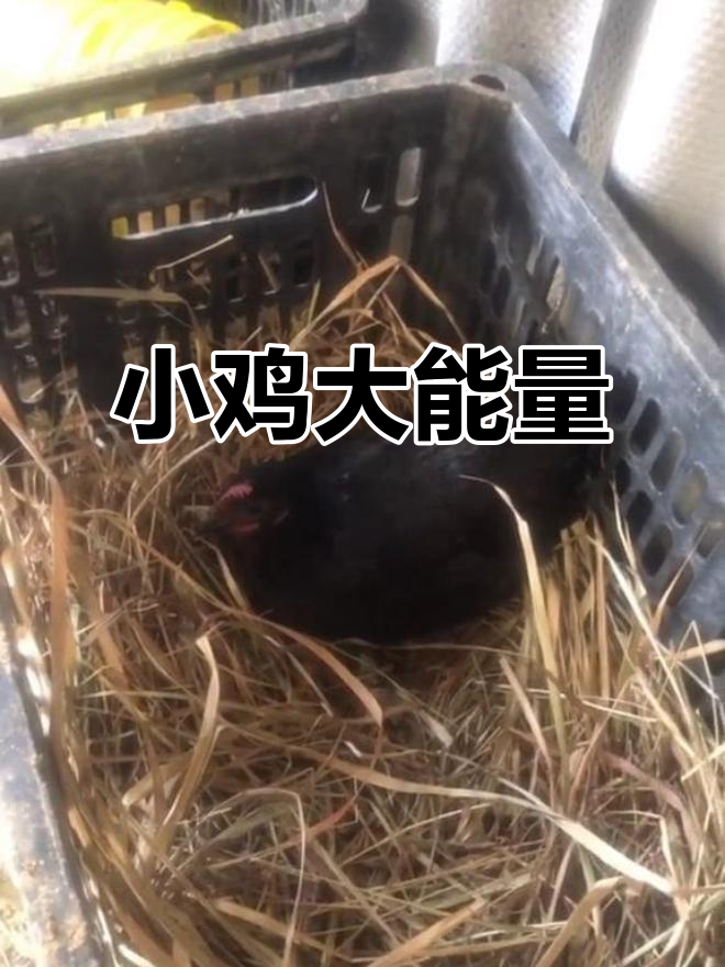 五个月小鸡瘦弱却能下蛋,真是小不点也能有大作为!