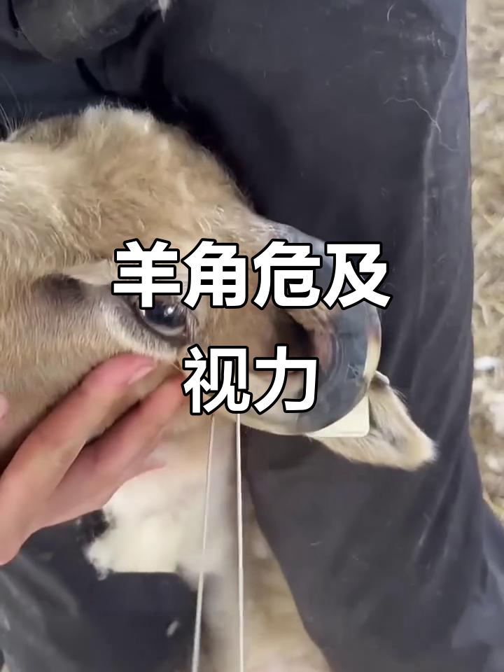 羊角疯狂生长,险伤视网膜,主人果断处理