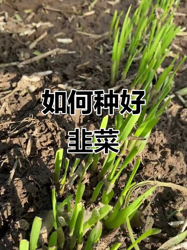 韭菜种植技巧大揭秘,如何让它们长得更旺盛
