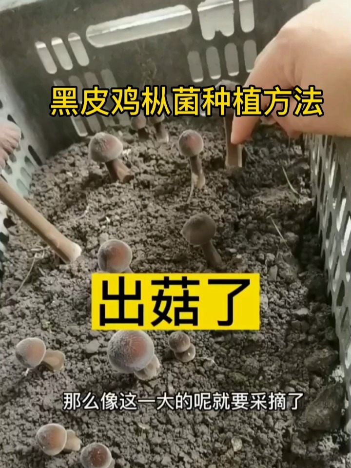 原来珍贵的黑皮鸡枞种植这么简单