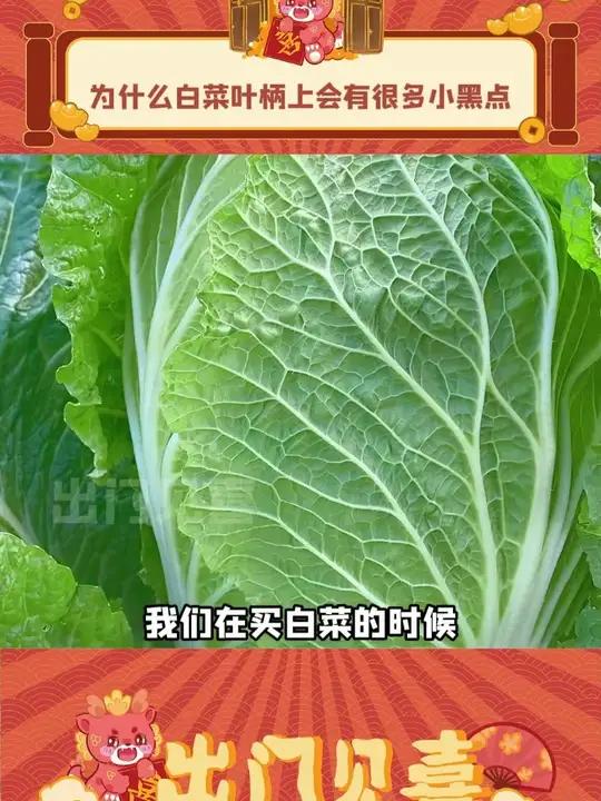 原来白菜上有小黑点是可以吃的