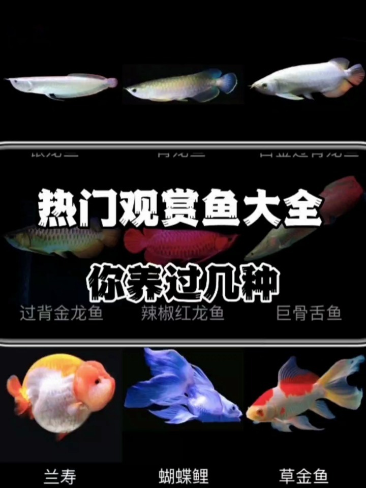 常见观赏鱼大全,肯定有你养的那一条!