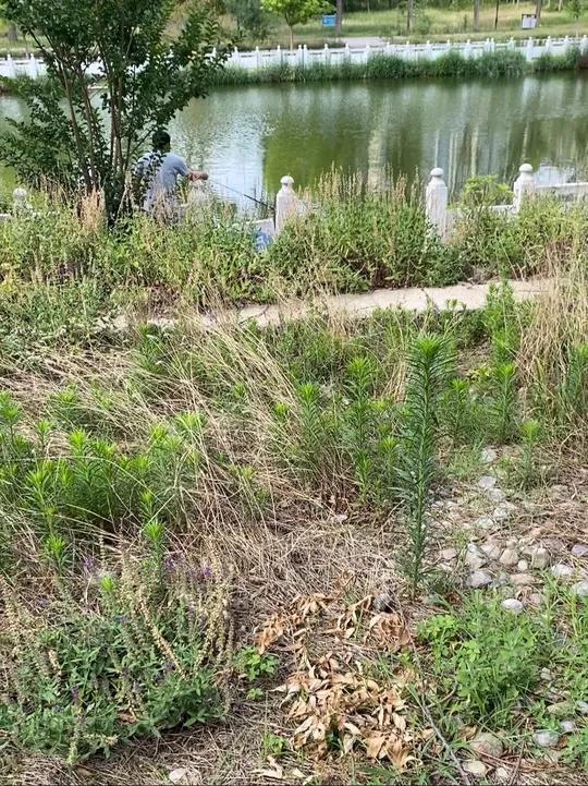 免费钓鱼好地方 垂钓垂钓爱好者户外钓鱼钓点分享野钓视频最后有定位地图