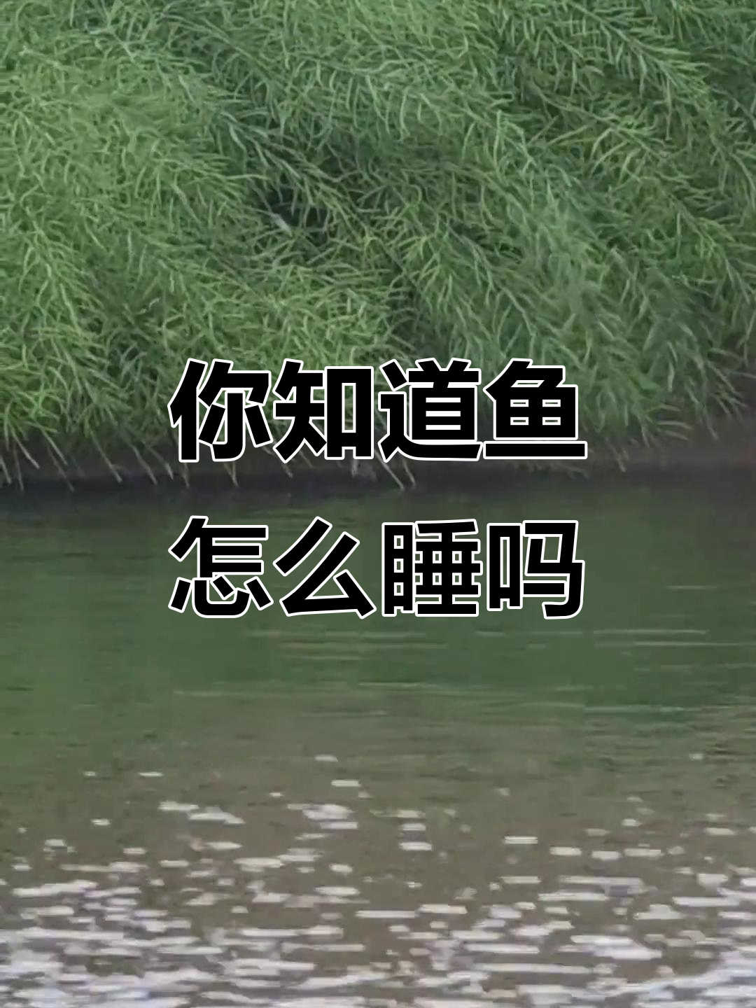 鱼睡觉的秘密,竟然是这样!