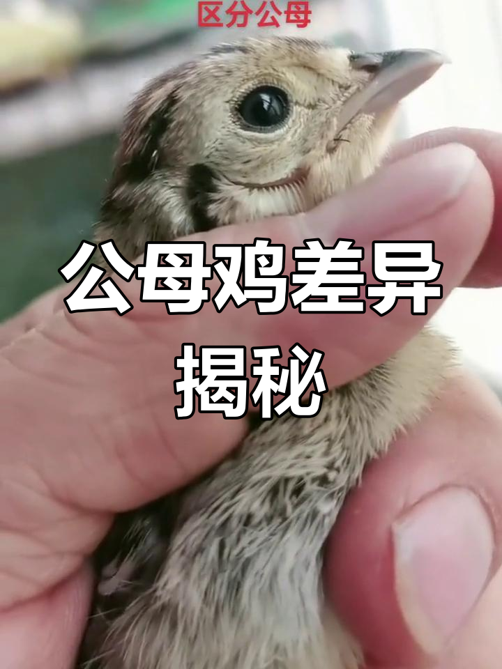 公鸡与母鸡的区别:眼睛下肉线揭示性别