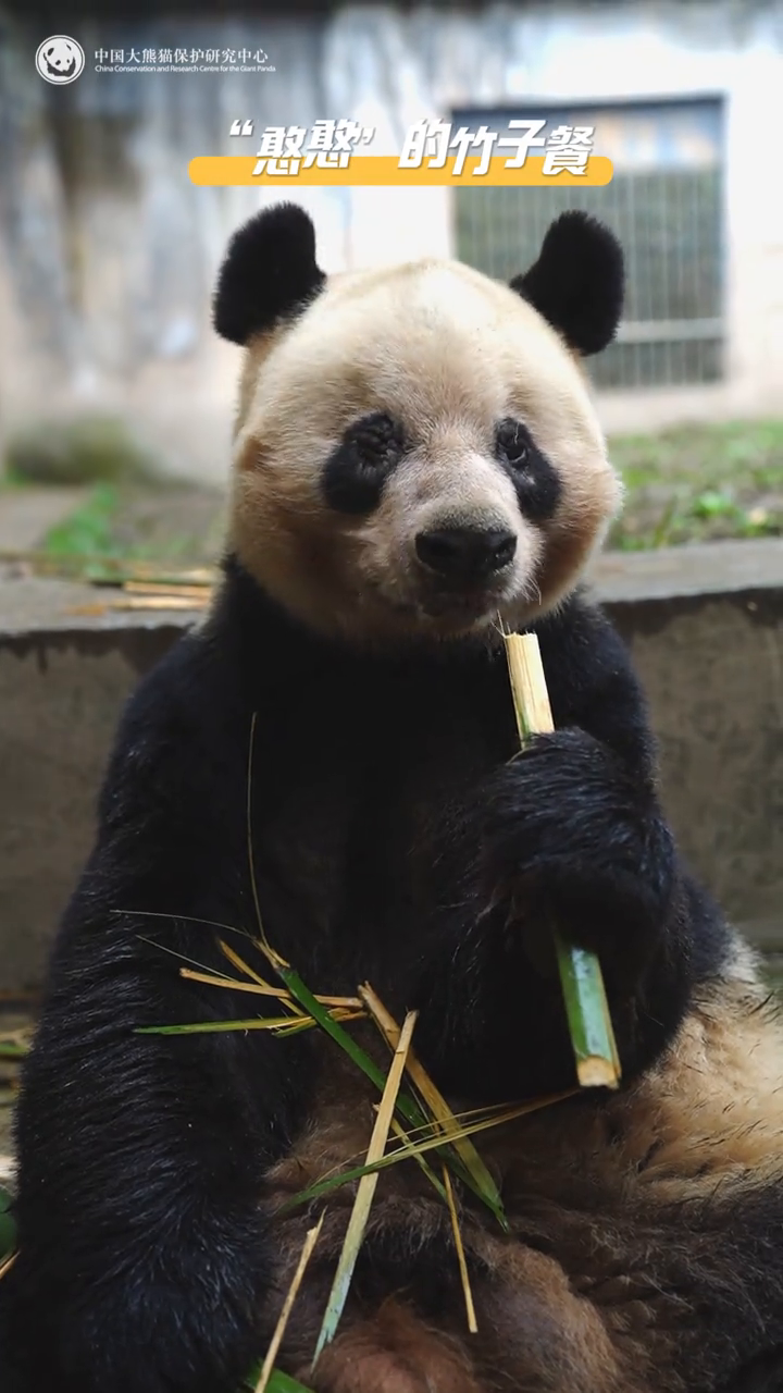 大熊猫“憨憨”吃竹子纯享版来啦!“嘎嘣脆”的声是不是很悦耳?