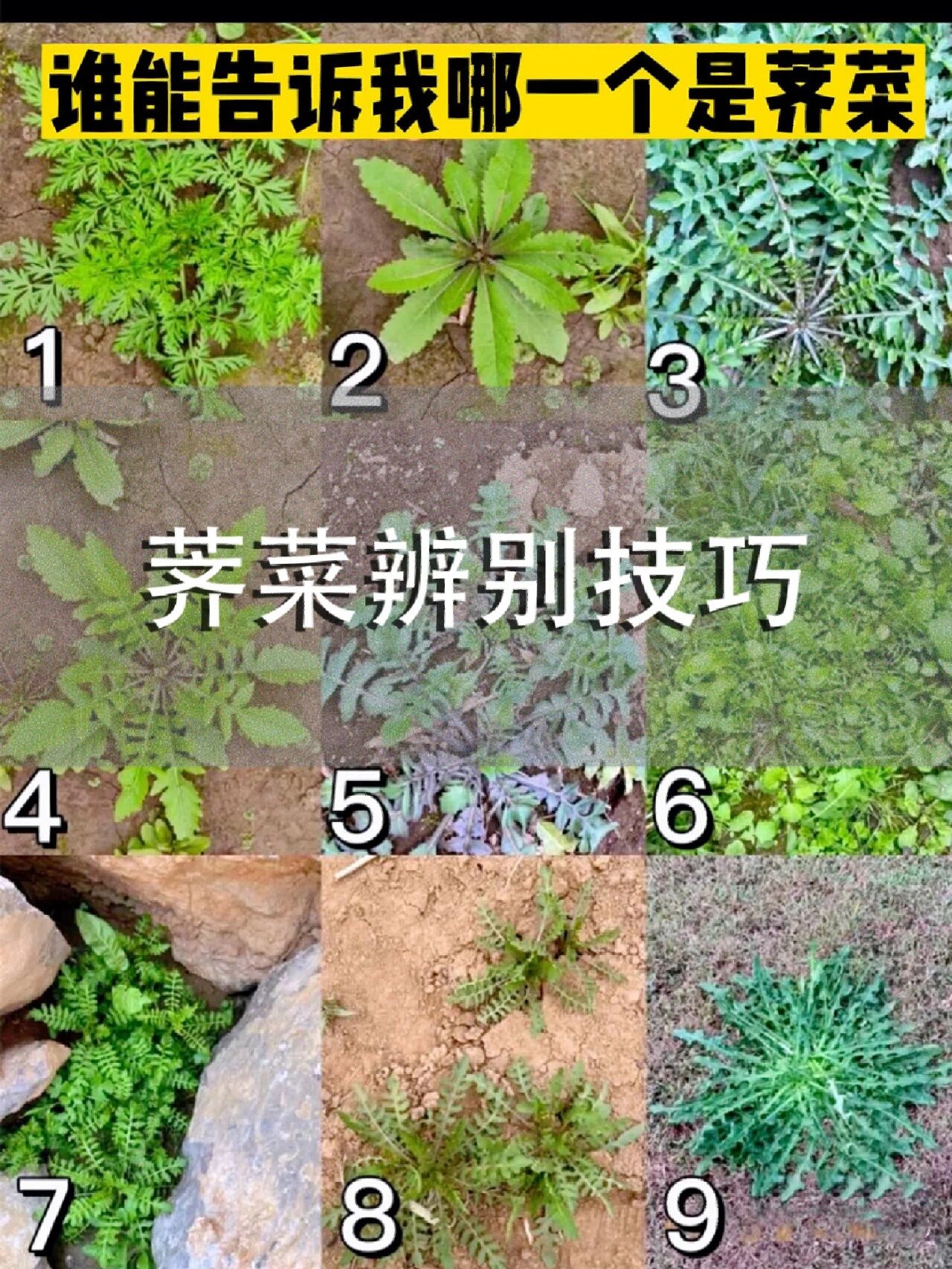 掌握好辨别荠菜的窍门,周末带家人挖一大筐