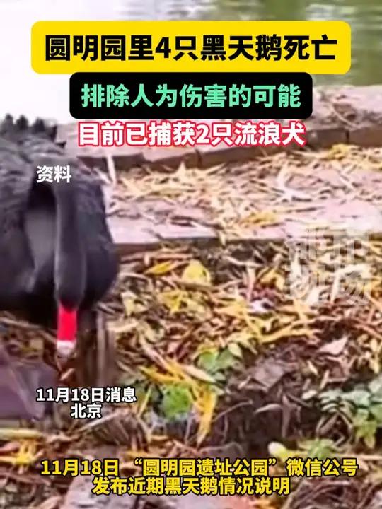 圆明园里4只黑天鹅死亡,官方通报:排除人为伤害的可能 圆明园黑天鹅