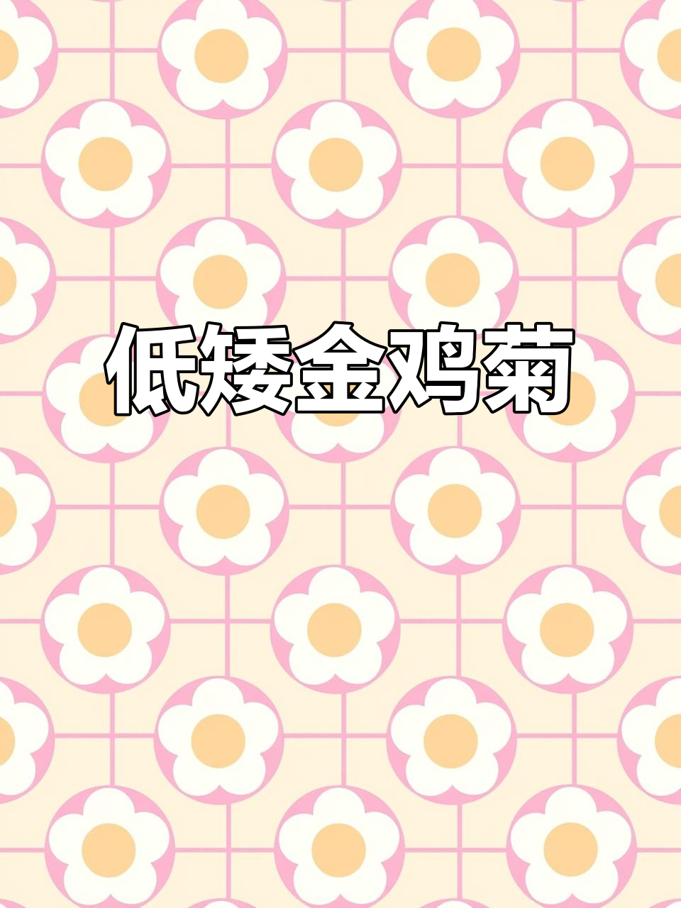 金鸡菊与旷野珊瑚的完美结合,低矮耐寒花期长