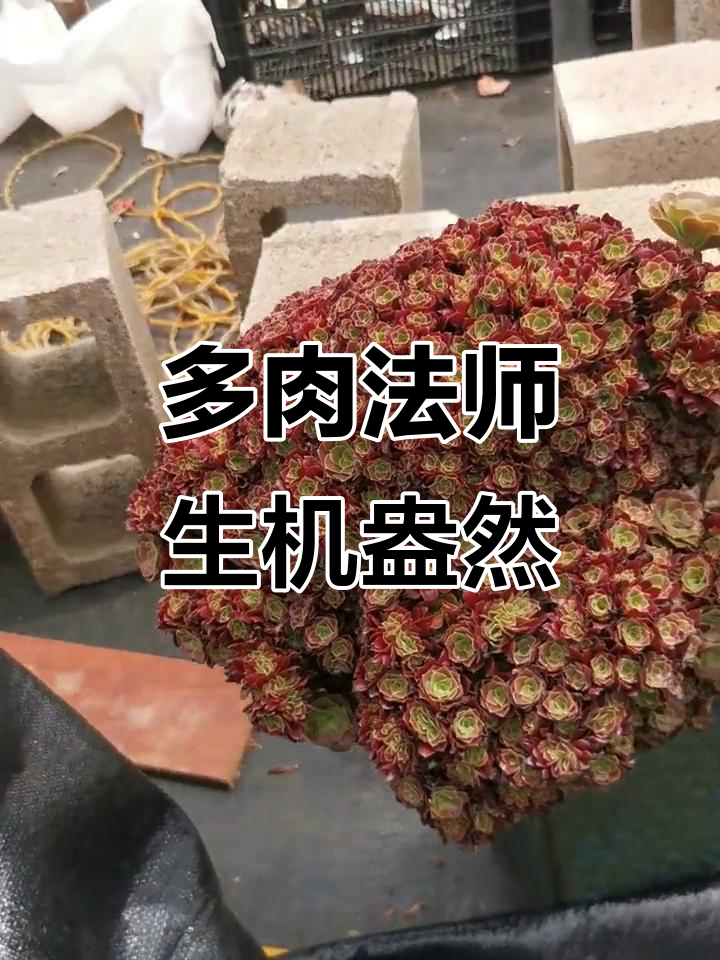 欧紫朵朵缀：美丽多肉法师，花的世界如此迷人