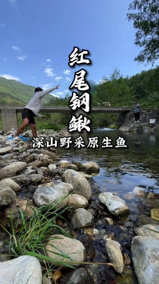 能抓到的,绝对不买!野采原生鱼 红尾钢鳅 三峡吻 养鱼日记