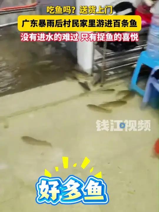 吃鱼吗?送货上门!广东暴雨后村民家里游进百条鱼,没有进水的难过 只有捉鱼的喜悦