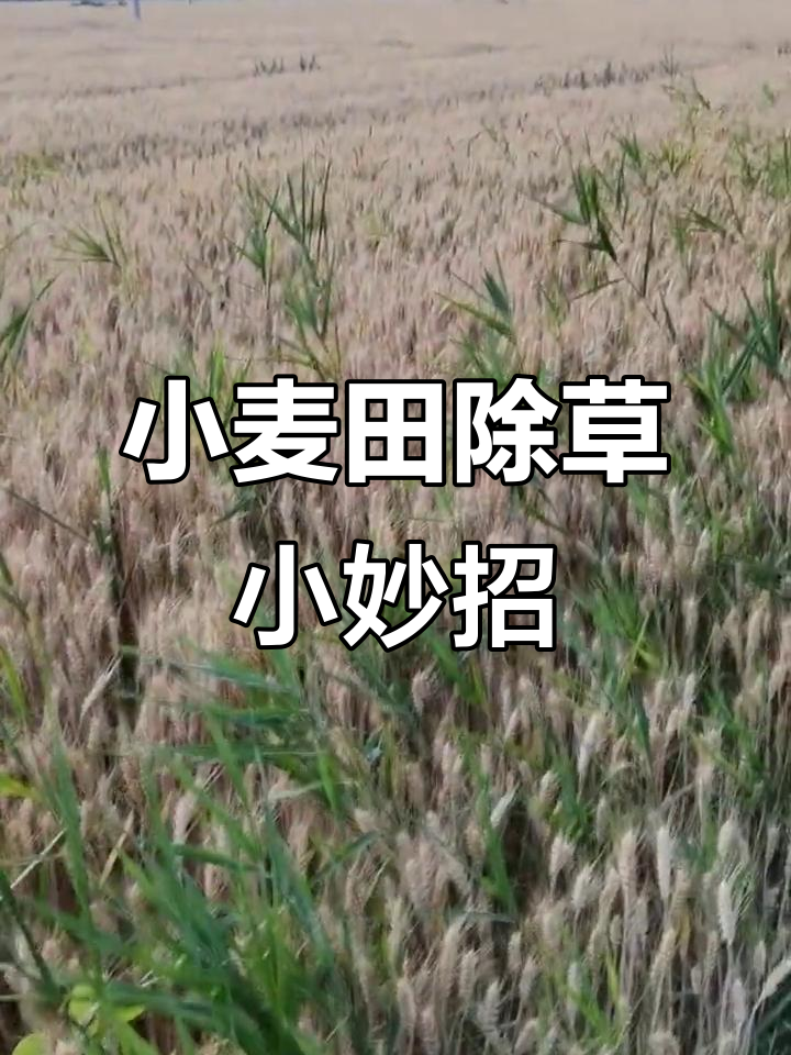 小麦收获前除草技巧,芦苇刺菜轻松搞定