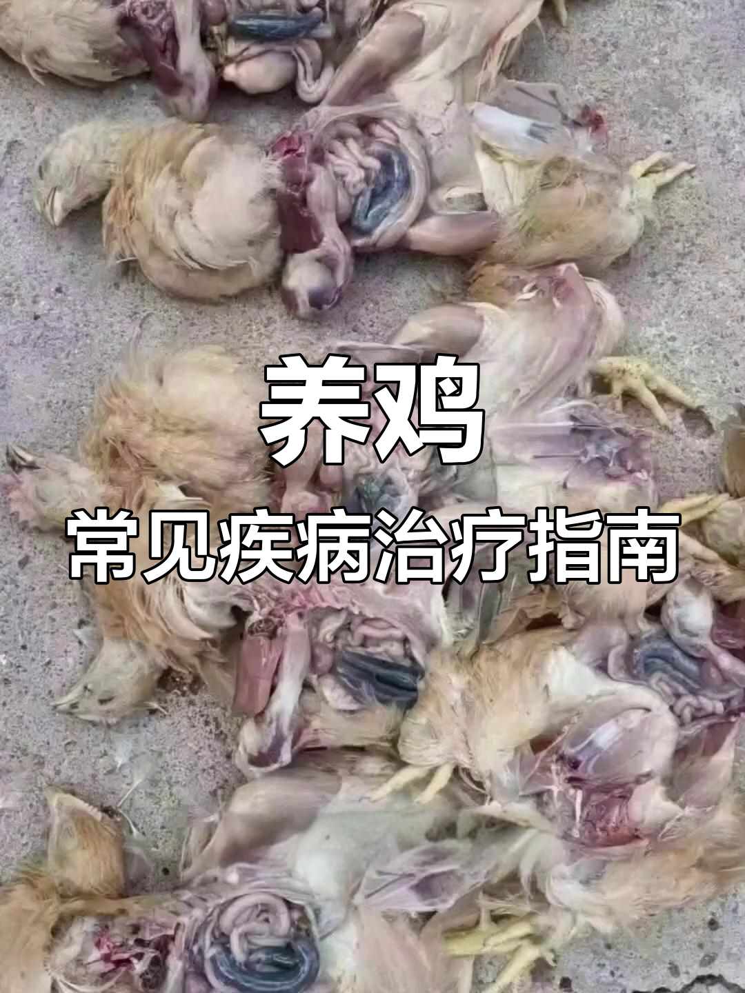 鸡病诊断与治疗方案全解析:从黄白粪便到血便的应对方法
