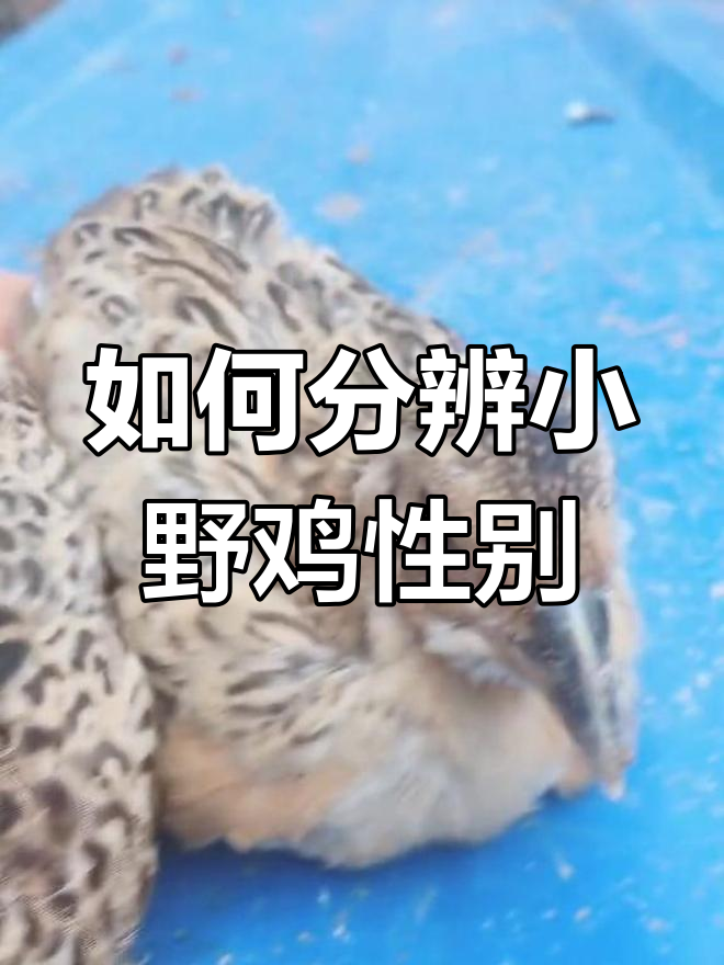 野鸡公母辨别技巧