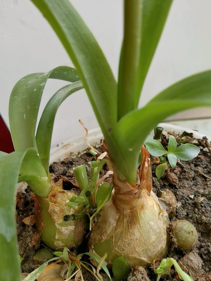 虎眼万年青炖猪肉汤,清香味儿,不错!